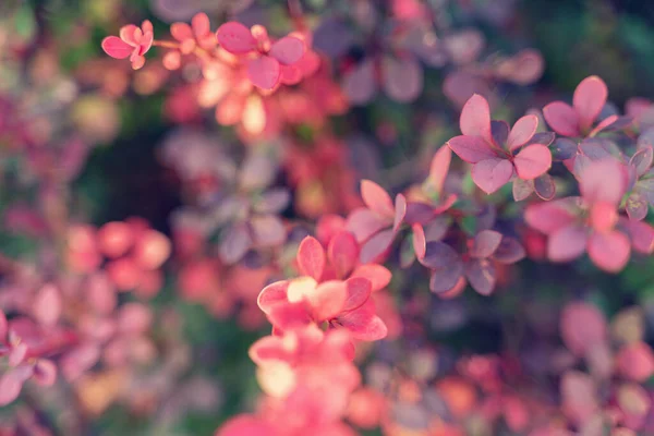 Барбарис Новые Красные Листья Небольшие Цветы Ветке Весной Ветка Красными — стоковое фото