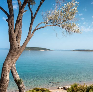 Akdeniz 'in güzel manzarası. Kıyıda yetişen zeytin ağacı