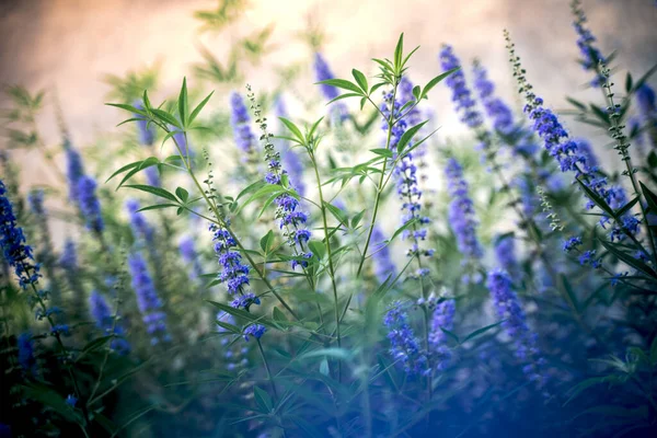 Wild Violett Blommor Naturlig Blommig Bakgrund Och Konsistens — Stockfoto