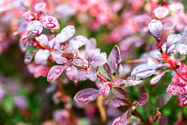 Röda Blad Bärbuske Med Våta Blad Efter Regn Naturlig Bakgrund — Stockfoto