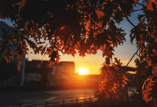 Fondo Textura Ciudad Otoño Hojas Arce Rojo Sol Poniente Con — Foto de Stock