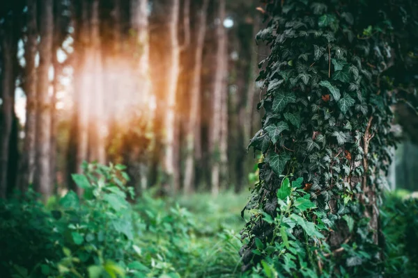 Grön Skog Tallstam Överväxt Med Murgröna Naturdetaljer Skog Bakgrund — Stockfoto