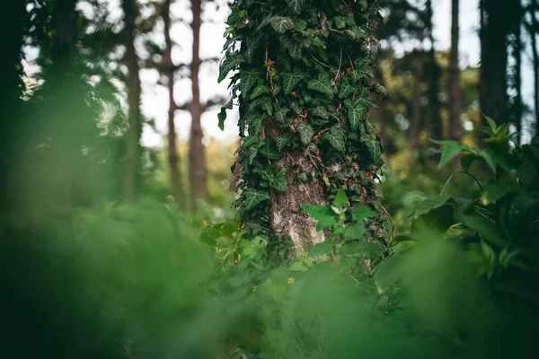 长满常春藤的松树树干 自然细节森林背景 — 图库照片