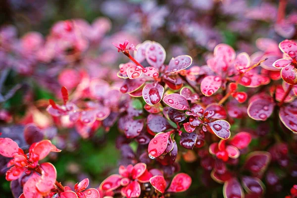 Rode Bladeren Van Bosbessen Met Natte Bladeren Regen Natuurlijke Achtergrond — Stockfoto