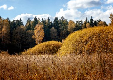 Sonbahar ormanı ve mavi gökyüzü, doğal arka plan ve doku. Güzel doğa manzarası