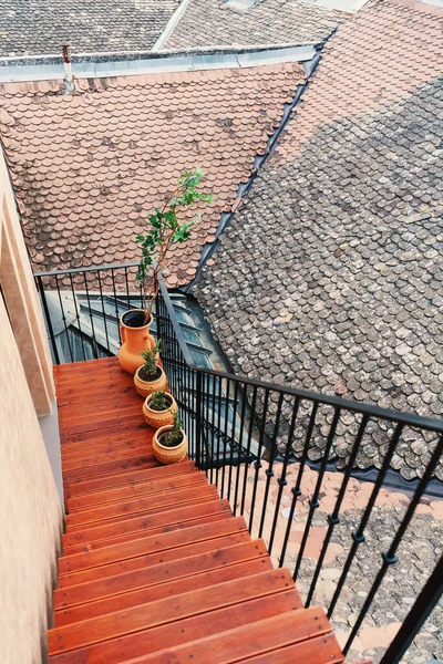 タイル張りの屋根の上の土鍋の植物 ヨーロッパの背景 — ストック写真