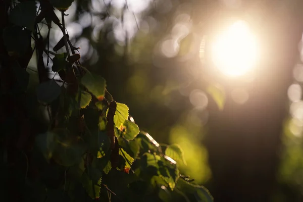 Solnedgång Skog Detaljer Blad Solsken Abstrakt Naturlig Vacker Bakgrund Och — Stockfoto