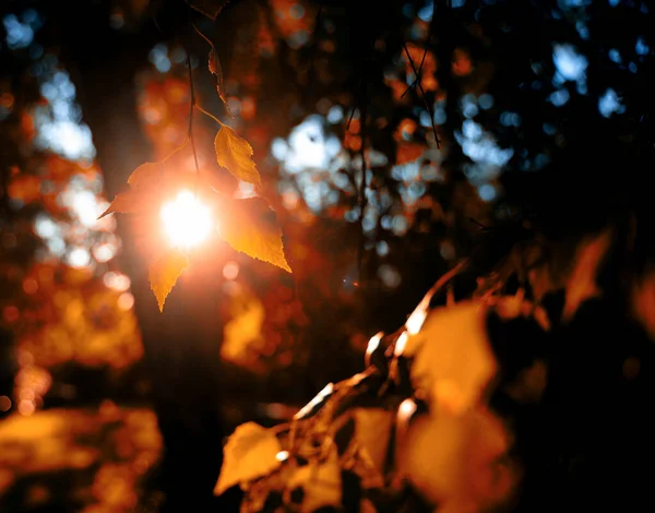 秋天的森林在阳光的照耀下 树木留下了密切的抽象自然美丽的背景和质感 — 图库照片