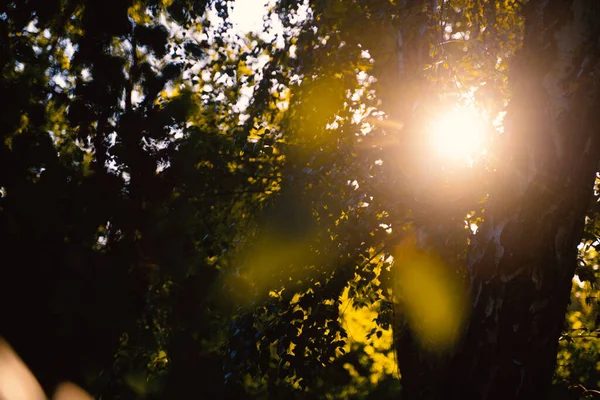 Tramonto Dettagli Della Foresta Lascia Sole Astratto Sfondo Naturale Bello — Foto Stock