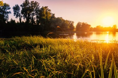 Gölün üzerindeki ormanda güzel bir gün batımı, çimlerin üzerinde altın güneş ışığı. Çarpıcı bir manzara..