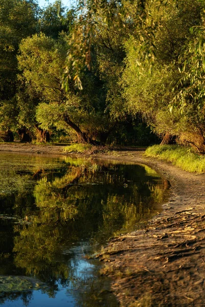美丽迷人的夏季风景 池塘岸边的绿树 — 图库照片