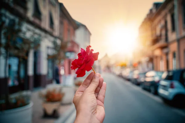 Červená Krásná Růže Květina Ženské Ruce Pozadí Ulice Evropském Městě — Stock fotografie
