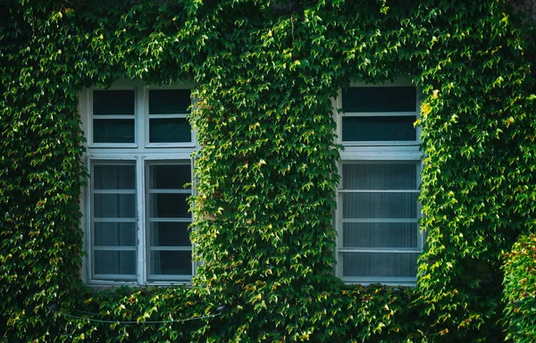 Duvar iki pencereli yeşil üzümlerle kaplı. Avrupa yaşam tarzı ve mimari konsepti
