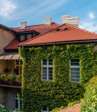 Duvar yeşil üzümlerle kaplanmış. Avrupa yaşam tarzı ve mimari konsepti. Geleneksel Avrupa Dekoru.