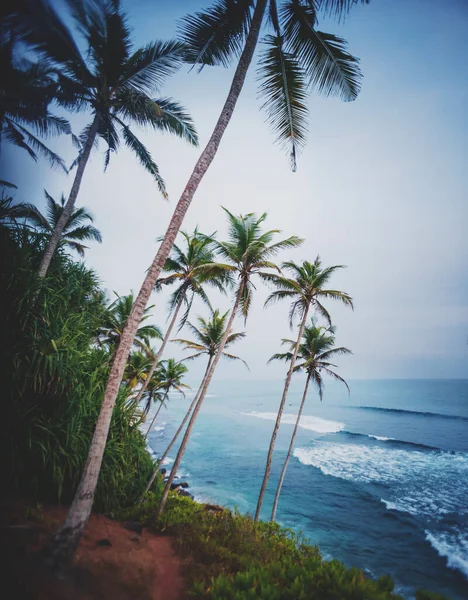 Hermoso Paisaje Tropical Océano Azul Palmeras Altas Isla Sri Lanka — Foto de Stock