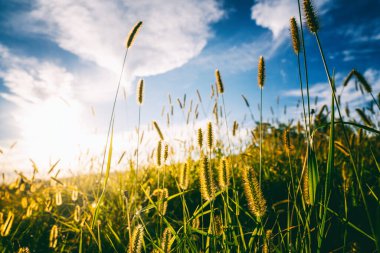 Gün batımında ormanda dikenli otlar, mavi gökyüzü ile güzel bir yaz manzarası
