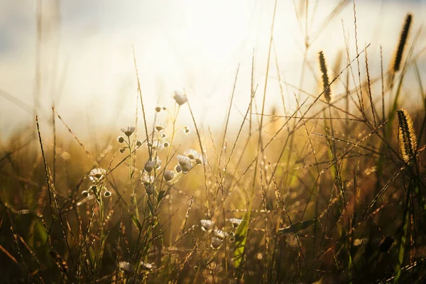 Hierba Flores Silvestres Luz Del Sol Medow Fondo Natural Textura — Foto de Stock