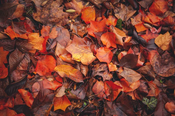 Багато різних червоних осінніх листя в зливі, постріл зверху. Природний фон і текстура — стокове фото