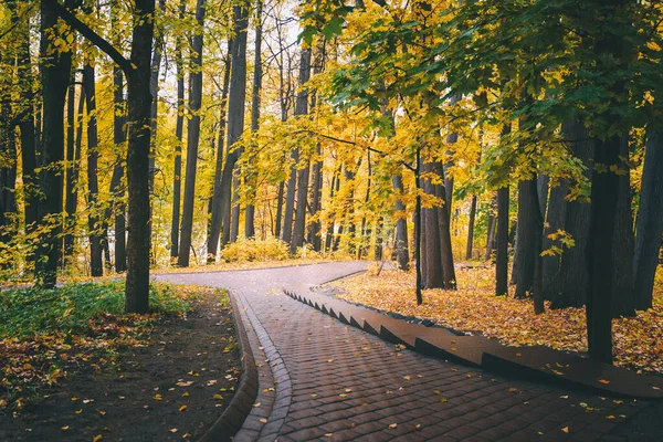 Parque da cidade de outono e calçada molhada. Folhas amarelas. Bela paisagem — Fotografia de Stock