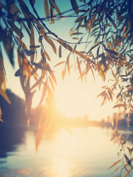 Suddig abstrakt bild, bakgrund och textur. Vacker sommar bakgrund, skog solnedgång — Stockfoto