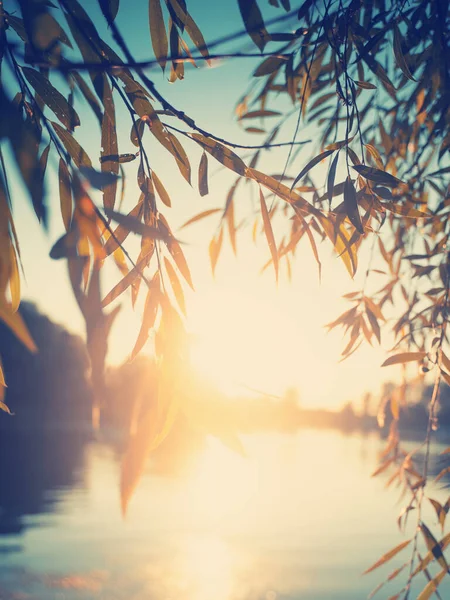 Imagen abstracta borrosa, fondo y textura. Hermoso fondo de verano, atardecer bosque — Foto de Stock