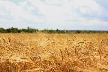 bir alanı güneşli sıcak günde