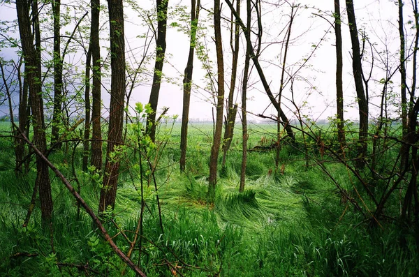 buruşuk yeşil çimen