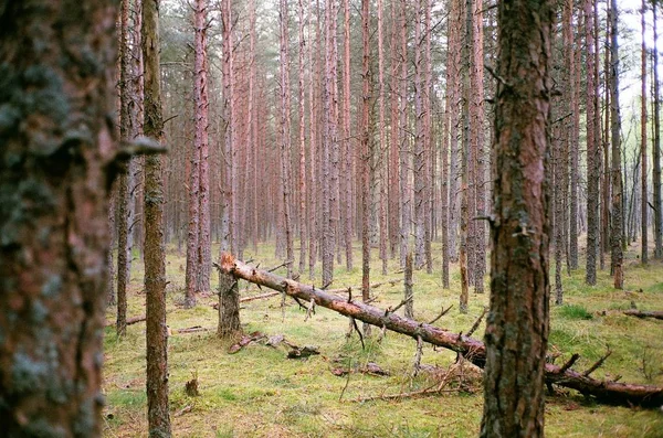 kırık bir çam ormanı ağacında (çam ağacı)
