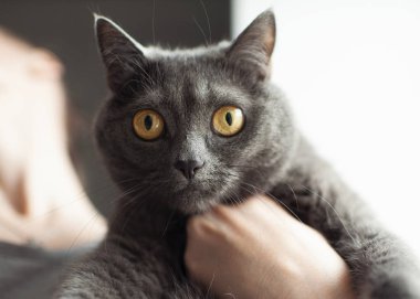 Bir İngiliz düz saçlı mavi kedi yakın çekim portresi