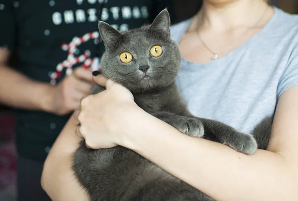 Bir İngiliz düz saçlı mavi kedi yakın çekim portresi