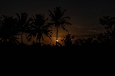 Cennet üzerindeki palmiye ağacı silueti Yükselen tarlada gün batımı