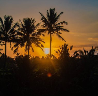 Cennet üzerindeki palmiye ağacı silueti Yükselen tarlada gün batımı