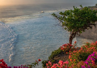 fantastics ağaç ve çiçek rock uçurumdan Hint Okyanusu üzerinde dalgaları ile sunset Bulvarında görüntüleyin