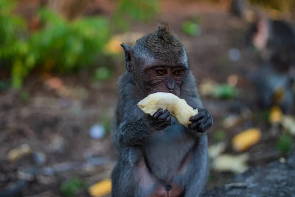 An young little macaque monkey eats banana. Cute monkeys — Stock Photo, Image