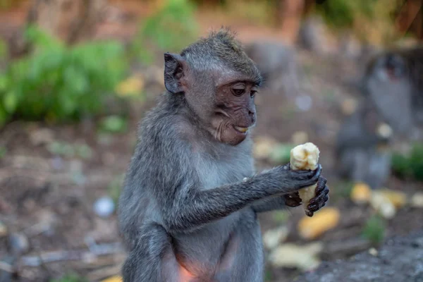 Un joven mono macaco con aspecto de plátano. Monos lindos — Foto de Stock