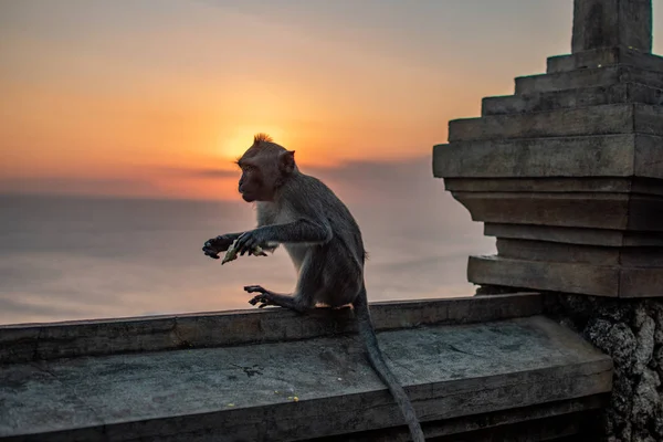 Affe bei Sonnenaufgang. Sonnenuntergang am Uluwatu-Tempel in Südbali. Tierwelt. — Stockfoto