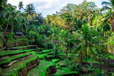 Bali, Endonezya hurma ile pirinç tarlaları