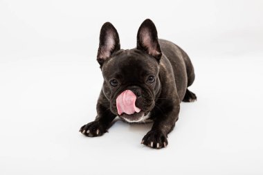 Fransız buldozer portre beyaz zemin üzerine