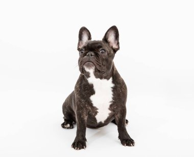 Fransız buldozer portre beyaz zemin üzerine