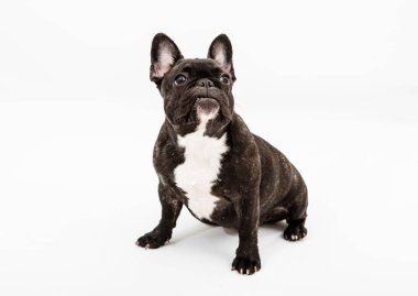 Fransız buldozer portre beyaz zemin üzerine