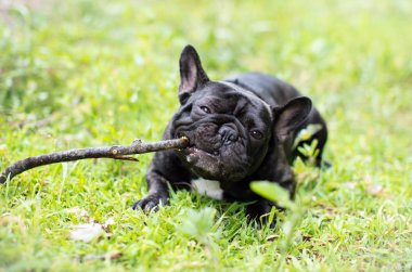 Fransız buldozer dışında oynarken