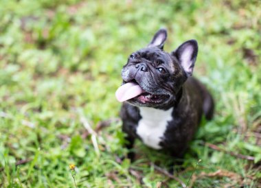 Fransız buldozer dışında oynarken