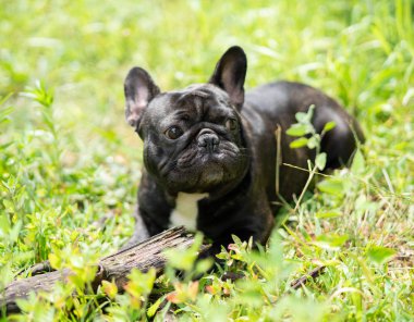 Fransız buldozer dışında oynarken