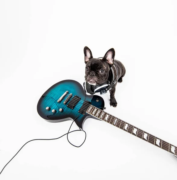 Bulldog Perancis Dengan Gitar Potret — Stok Foto