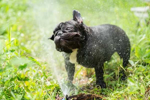 Fransız buldozer dışında oynarken