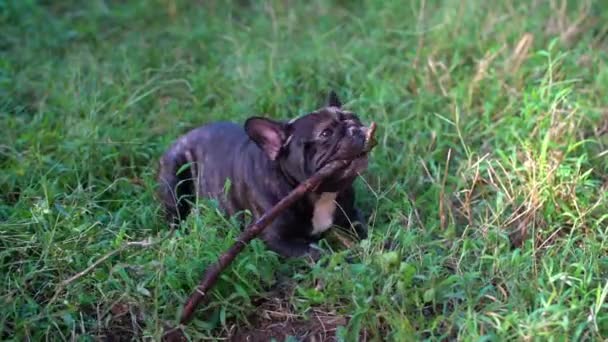 Ranskalainen Bulldog Leikkii Ulkona — kuvapankkivideo