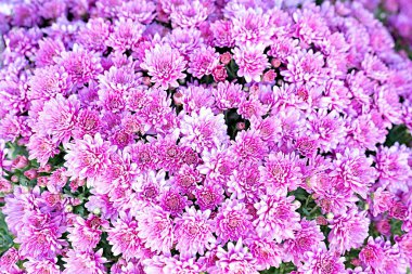 Çiçek duvar arka plan, düğün dekorasyon, çiçek Bahçe arka plan çeşitli renkli bahçe çiçek