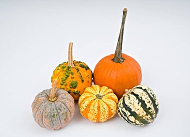 Cadılar Bayramı için kabak seçimi                                