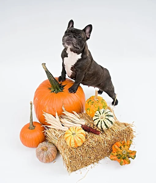 French bulldog and pumpkins on white background