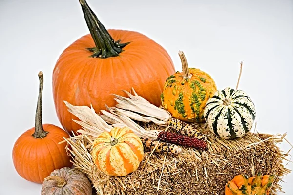 Colorful Pumpkins White Background — Stock Photo, Image